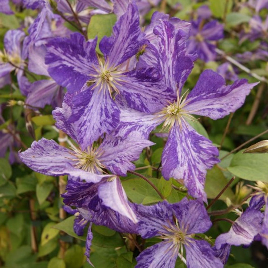 Bilde av Clematis 'Tie Dye'-Spanne Plantesalg
