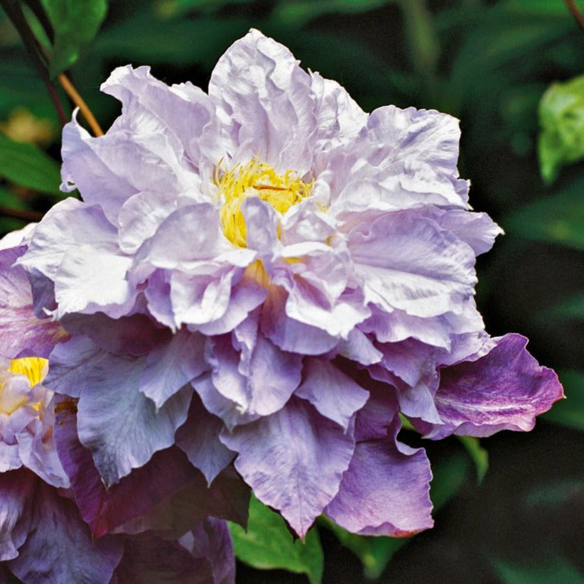 Bilde av Clematis 'Veronica's Choice'-Spanne Plantesalg