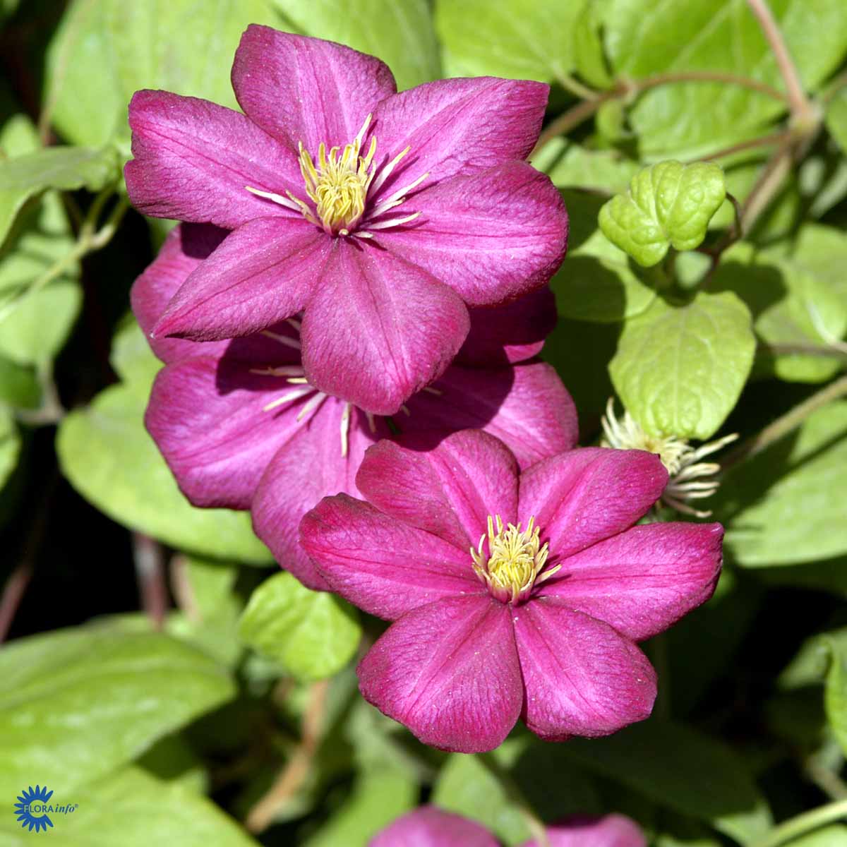 Bilde av Clematis 'Ville de Lyon'-Spanne Plantesalg