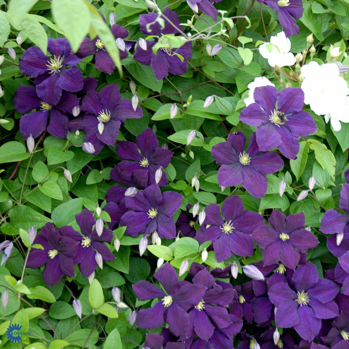 Bilde av Clematis vit. Etoile Violette-Spanne Plantesalg