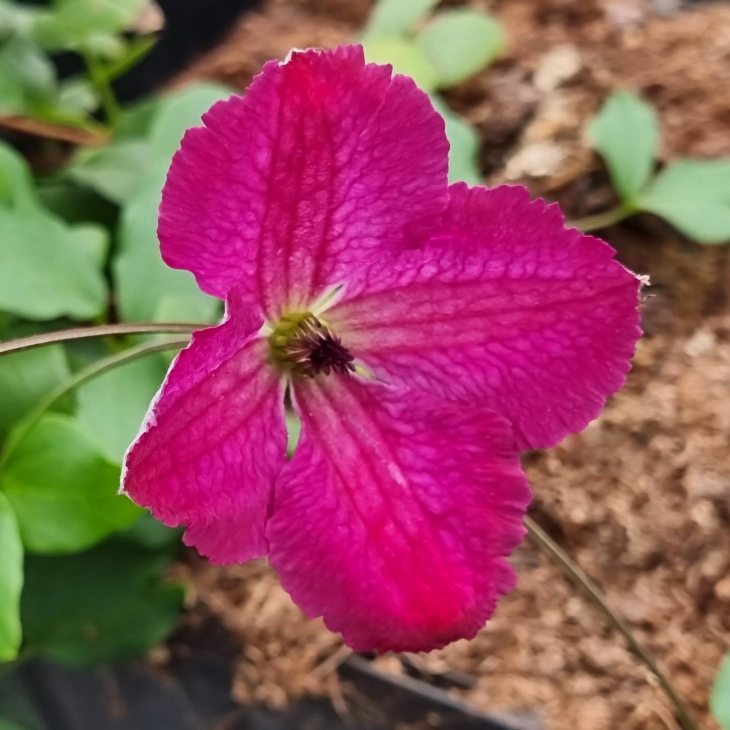 Bilde av Clematis viticella 'Carmencita' E-Spanne Plantesalg