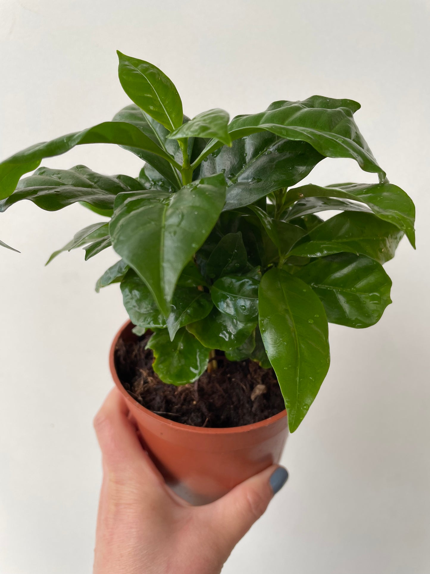 Bilde av Coffea arabica-Spanne Plantesalg