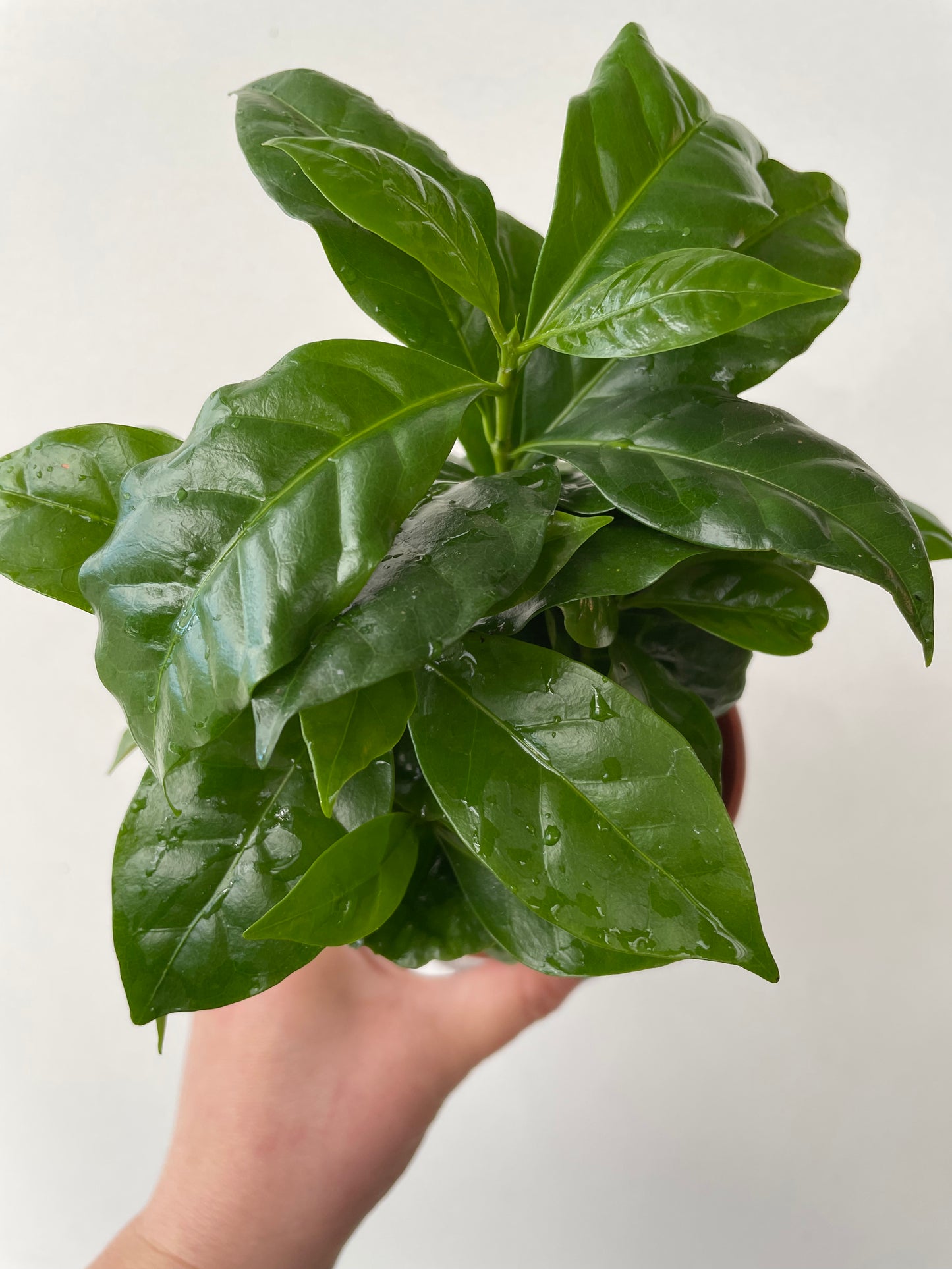 Bilde av Coffea arabica-Spanne Plantesalg