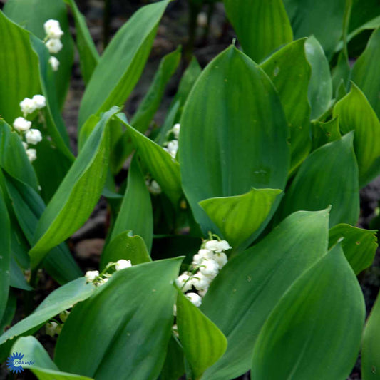 Bilde av Convallaria maj. 'Hofheim'-Spanne Plantesalg