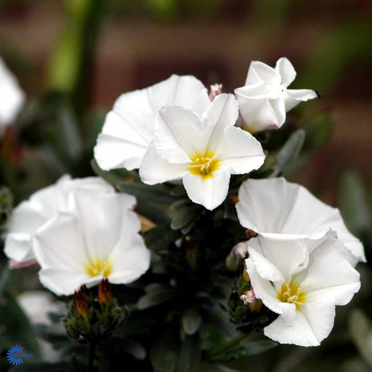 Bilde av Convolvulus cneorum-Spanne Plantesalg