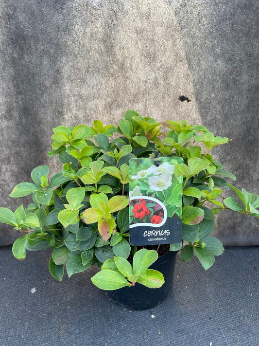 Bilde av Cornus canadensis-Spanne Plantesalg