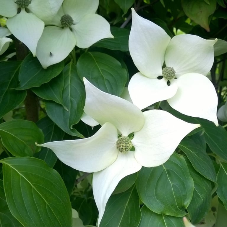 Bilde av Cornus kousa 'China Girl'-Spanne Plantesalg