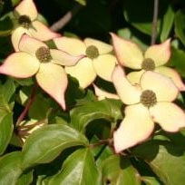 Bilde av Cornus kousa 'Wieting Select'-Spanne Plantesalg