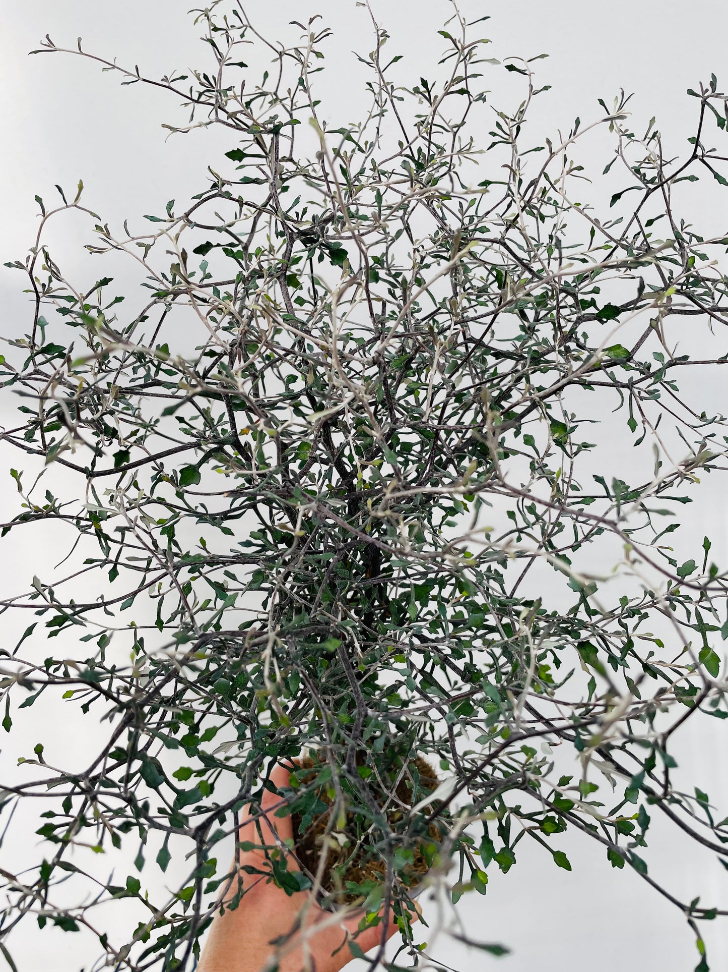 Corokia cotoneaster