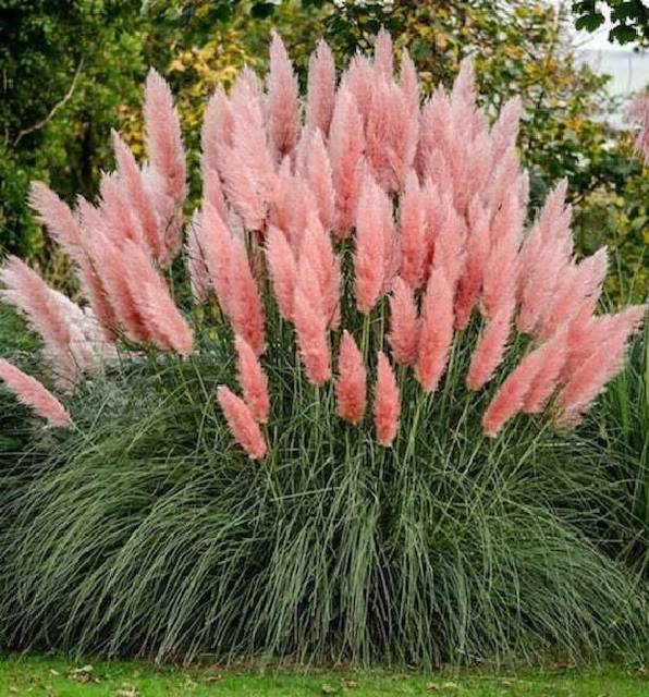 Bilde av Cortaderia s. 'Rosea'-Spanne Plantesalg