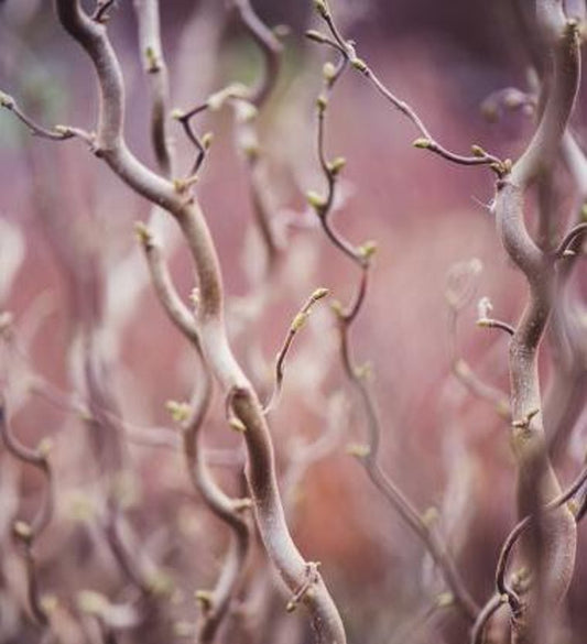 Bilde av Corylus a. Medusa-Spanne Plantesalg