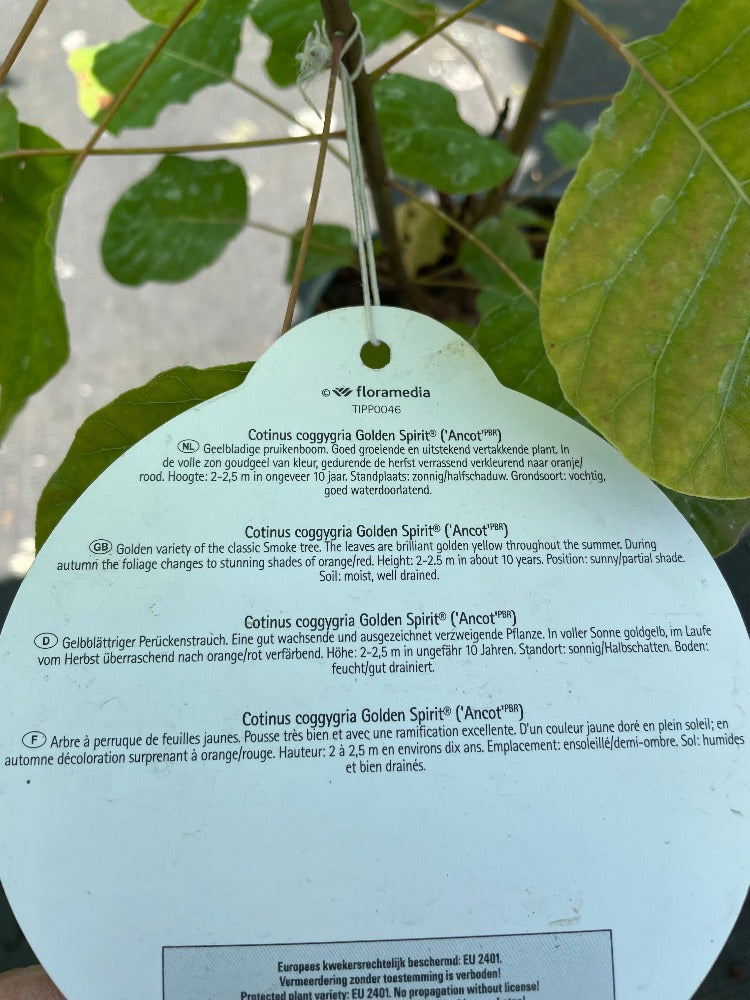 Bilde av Cotinus cog. Golden Spirit ('Ancot' ®)-Spanne Plantesalg