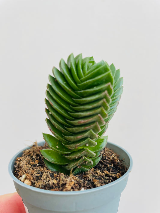 Bilde av Crassula ‘Buddha’s Temple’-Spanne Plantesalg