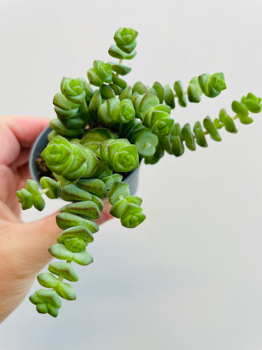 Bilde av Crassula marnieriana-Spanne Plantesalg