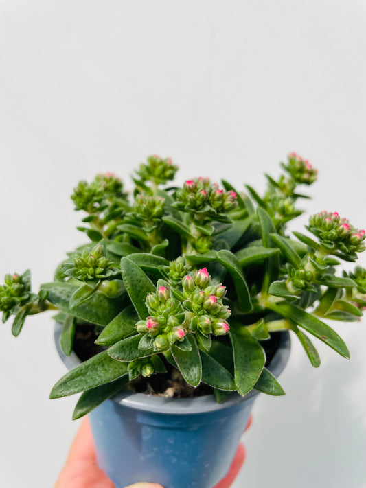 Crassula schmidtii