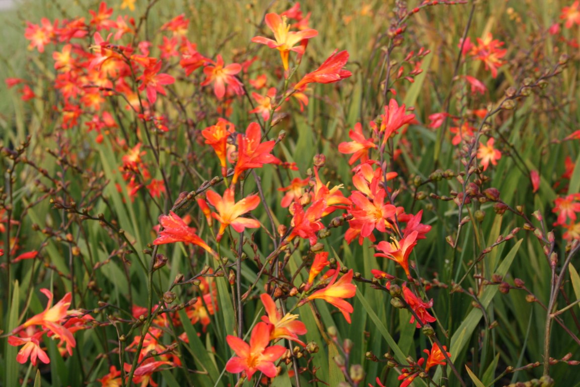 Bilde av Crocosmia x crocosmiiflora 'Carmine brilliant'-Spanne Plantesalg