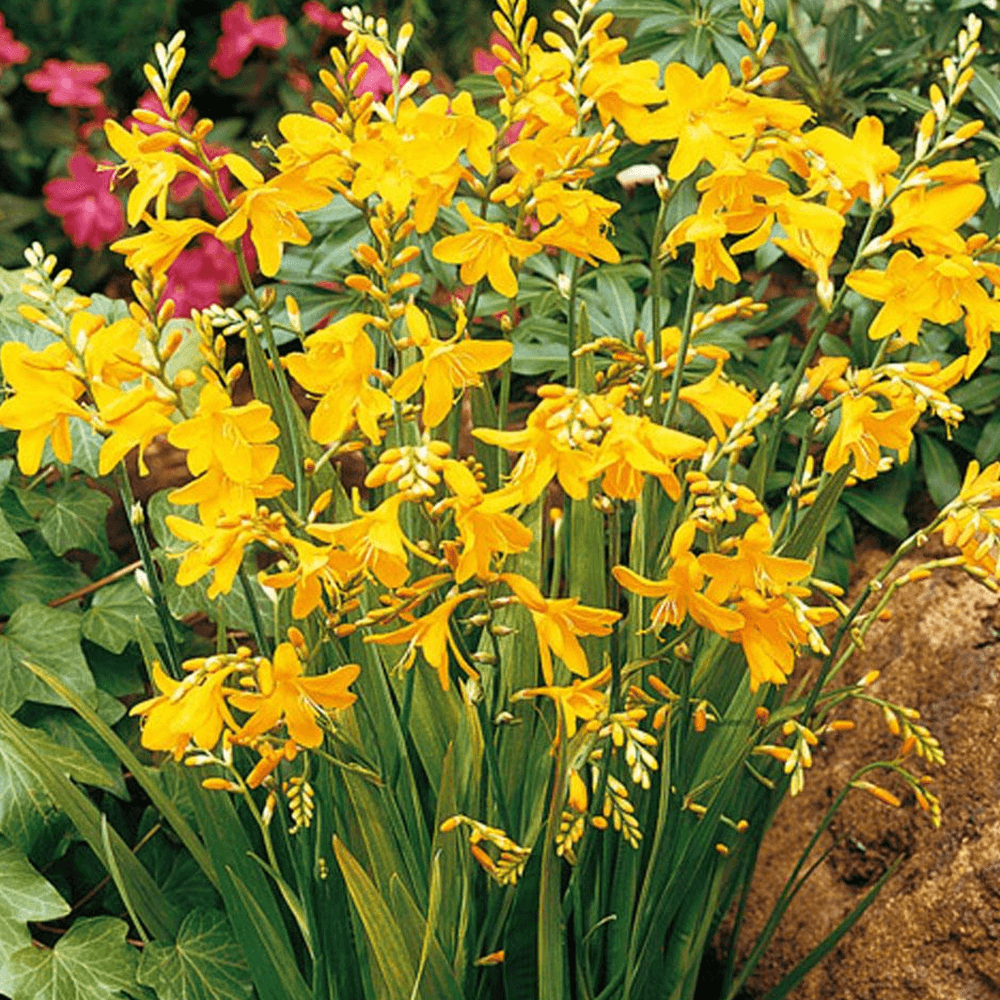Bilde av Crocosmia x crocosmiiflora 'George Davidson'-Spanne Plantesalg
