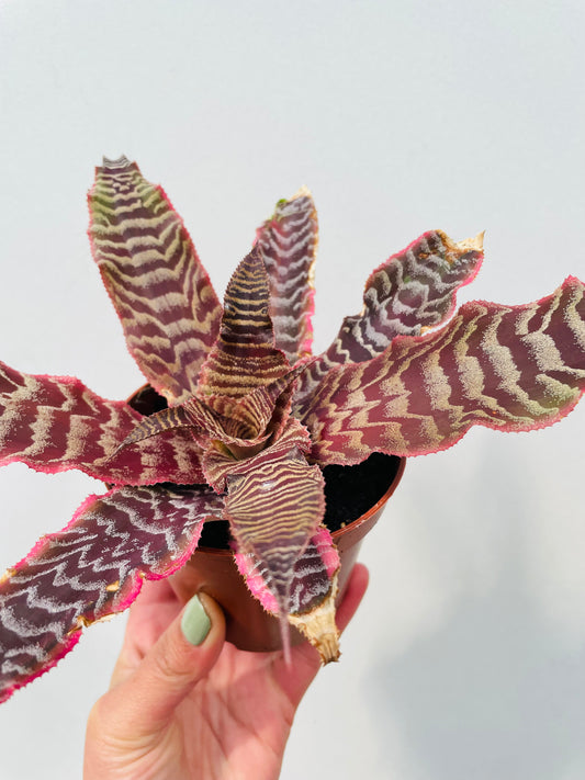 Cryptanthus ‘Elaine’