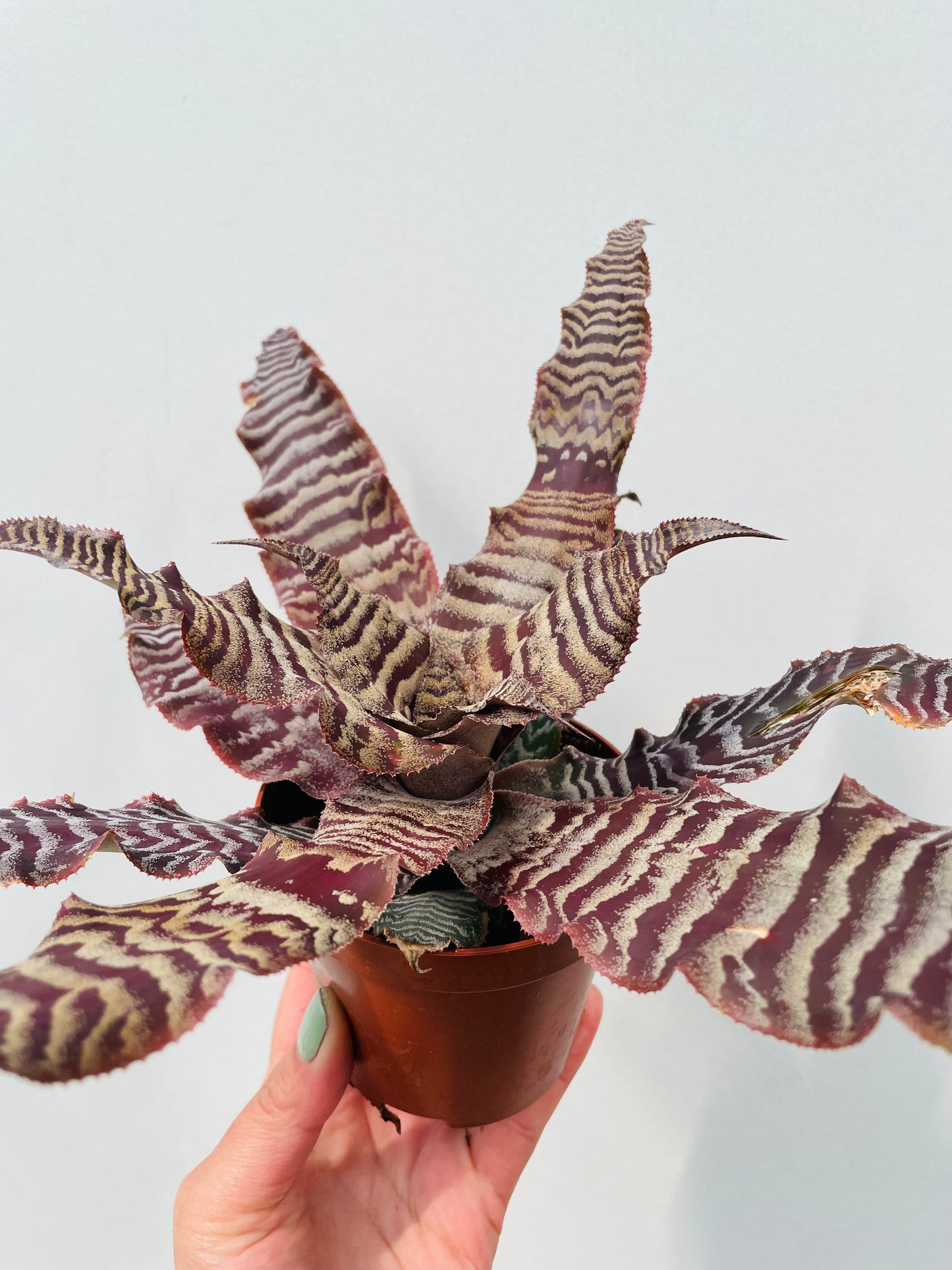 Bilde av Cryptanthus zonatus-Spanne Plantesalg