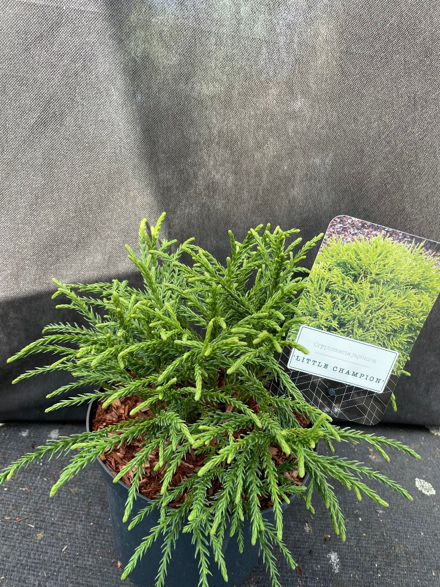 Bilde av Cryptomeria j. 'Little Champion'-Spanne Plantesalg