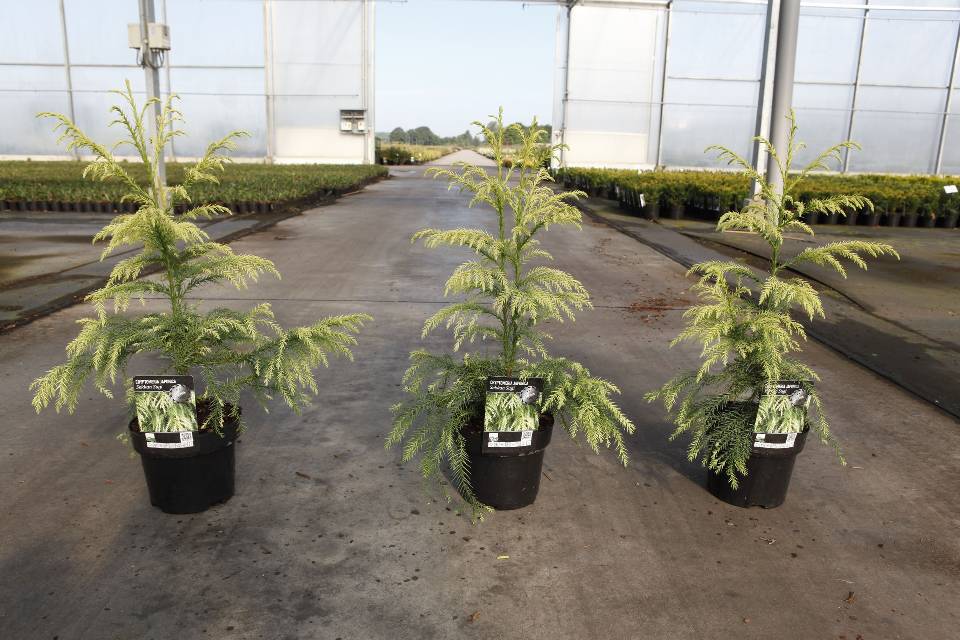 Bilde av CRYPTOMERIA JAP. SEKKAN SUGI-Spanne Plantesalg