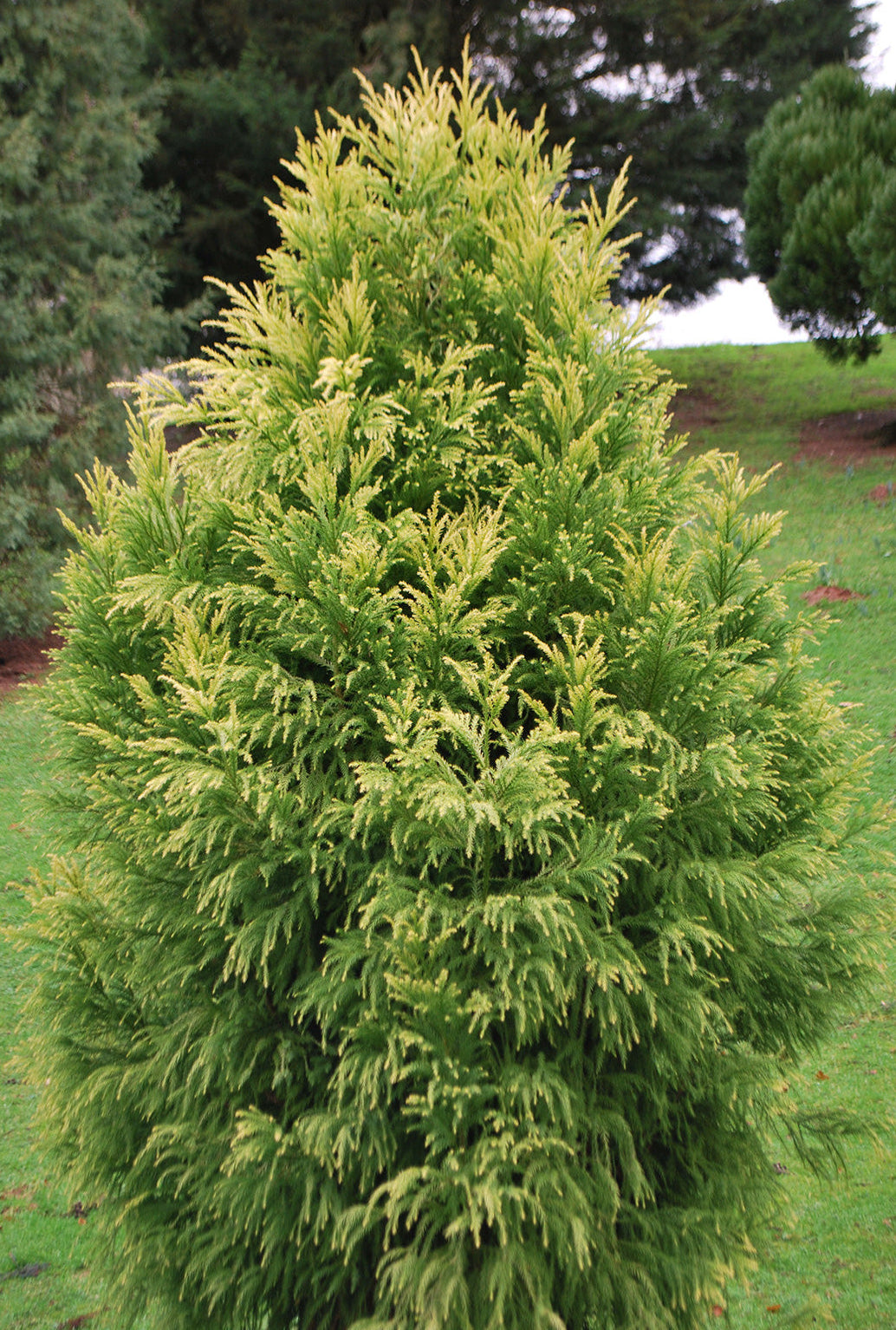 Bilde av Cryptomeria Jap. Sekkan Sugi-Spanne Plantesalg