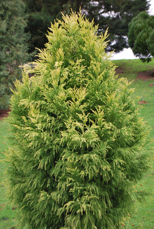 Bilde av Cryptomeria Jap. Sekkan Sugi-Spanne Plantesalg