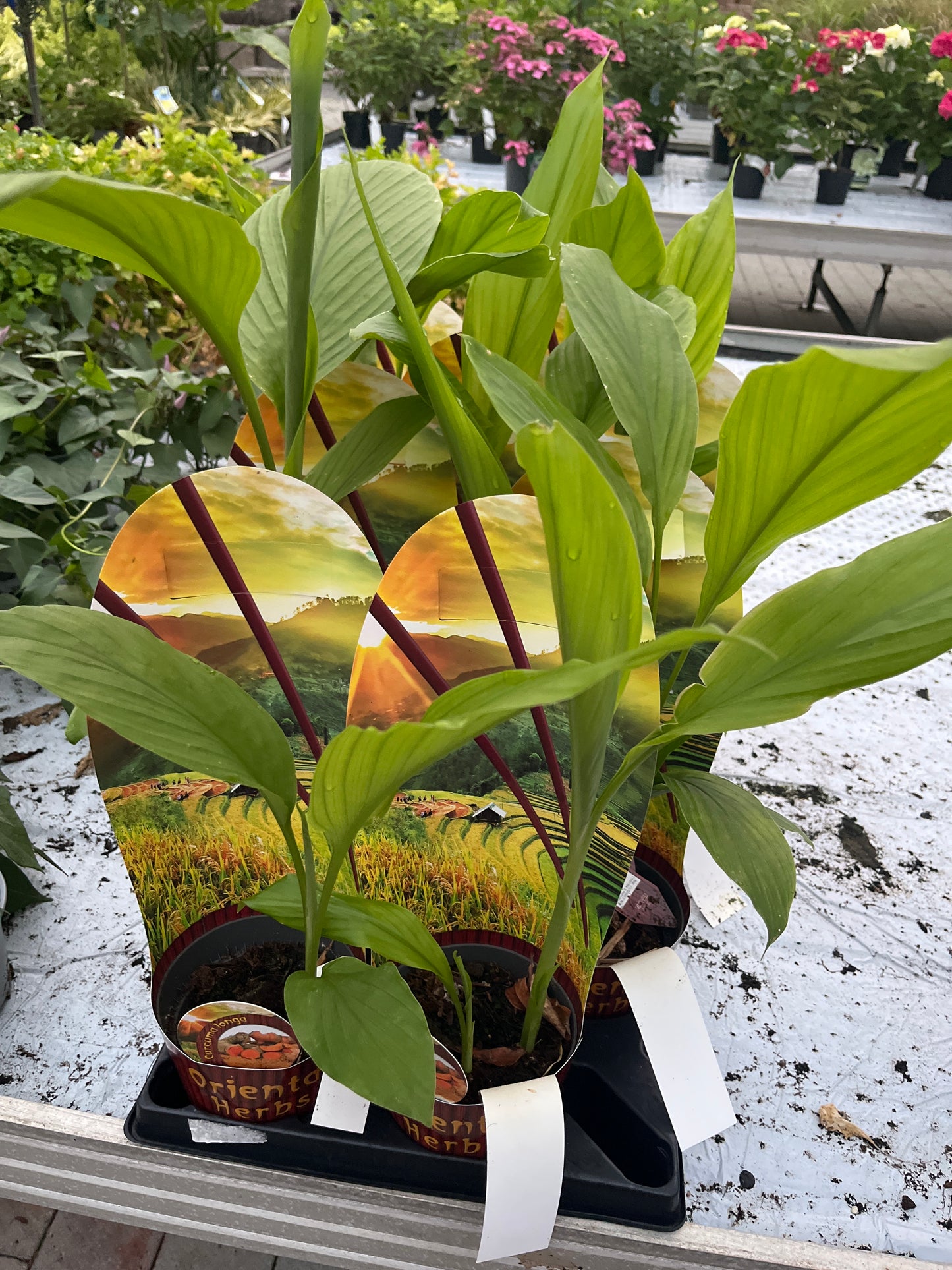 Bilde av Curcuma longa /Gurkemeie-Spanne Plantesalg