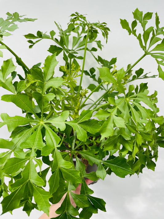 Bilde av Cussonia-Spanne Plantesalg