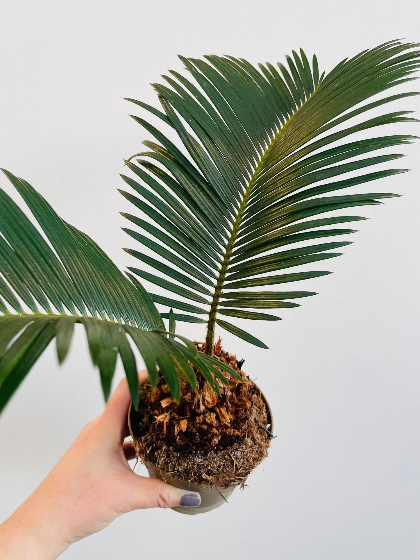 Bilde av Cycas revoluta-Spanne Plantesalg
