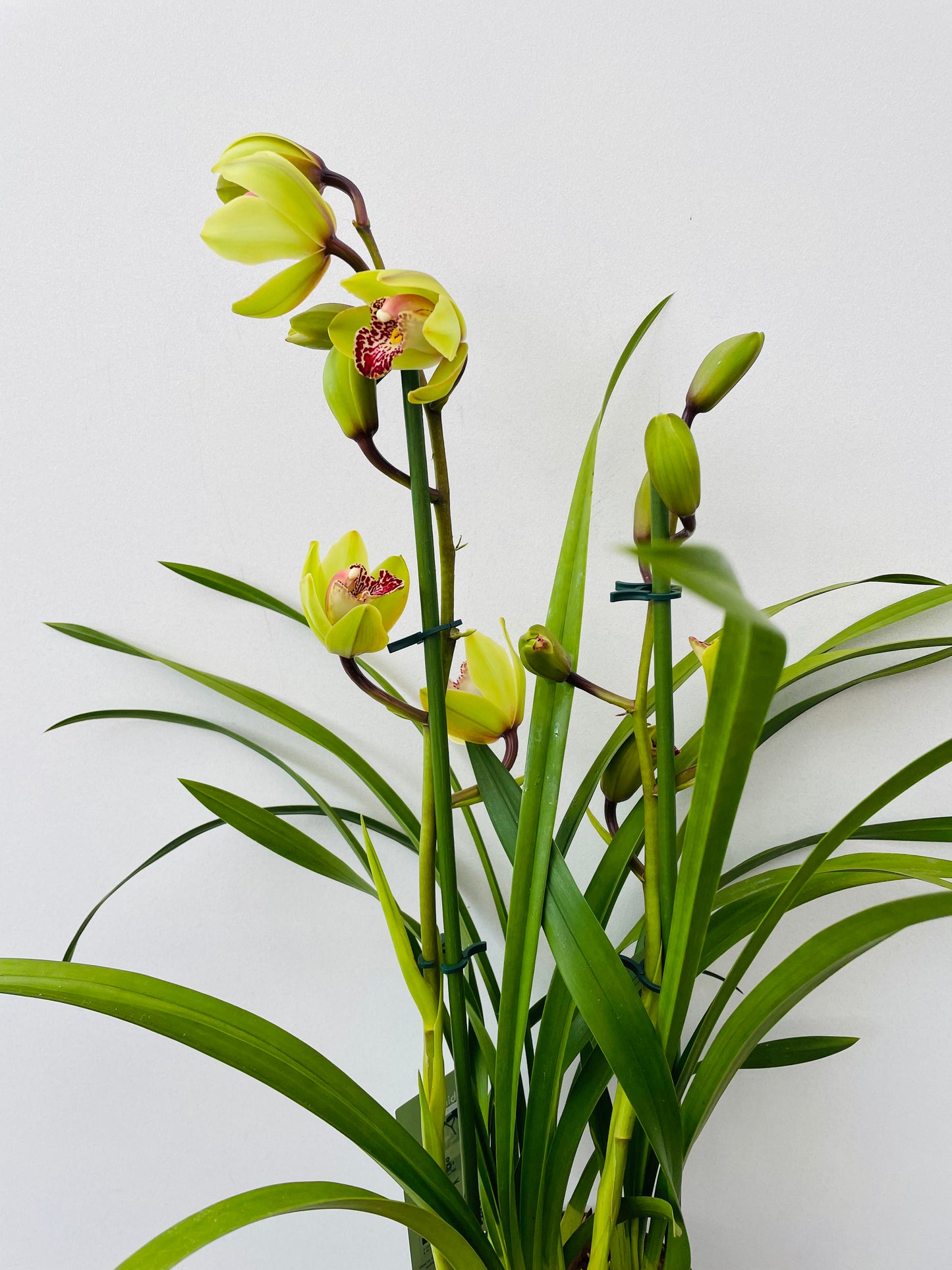 Bilde av Cymbidium gul-Spanne Plantesalg