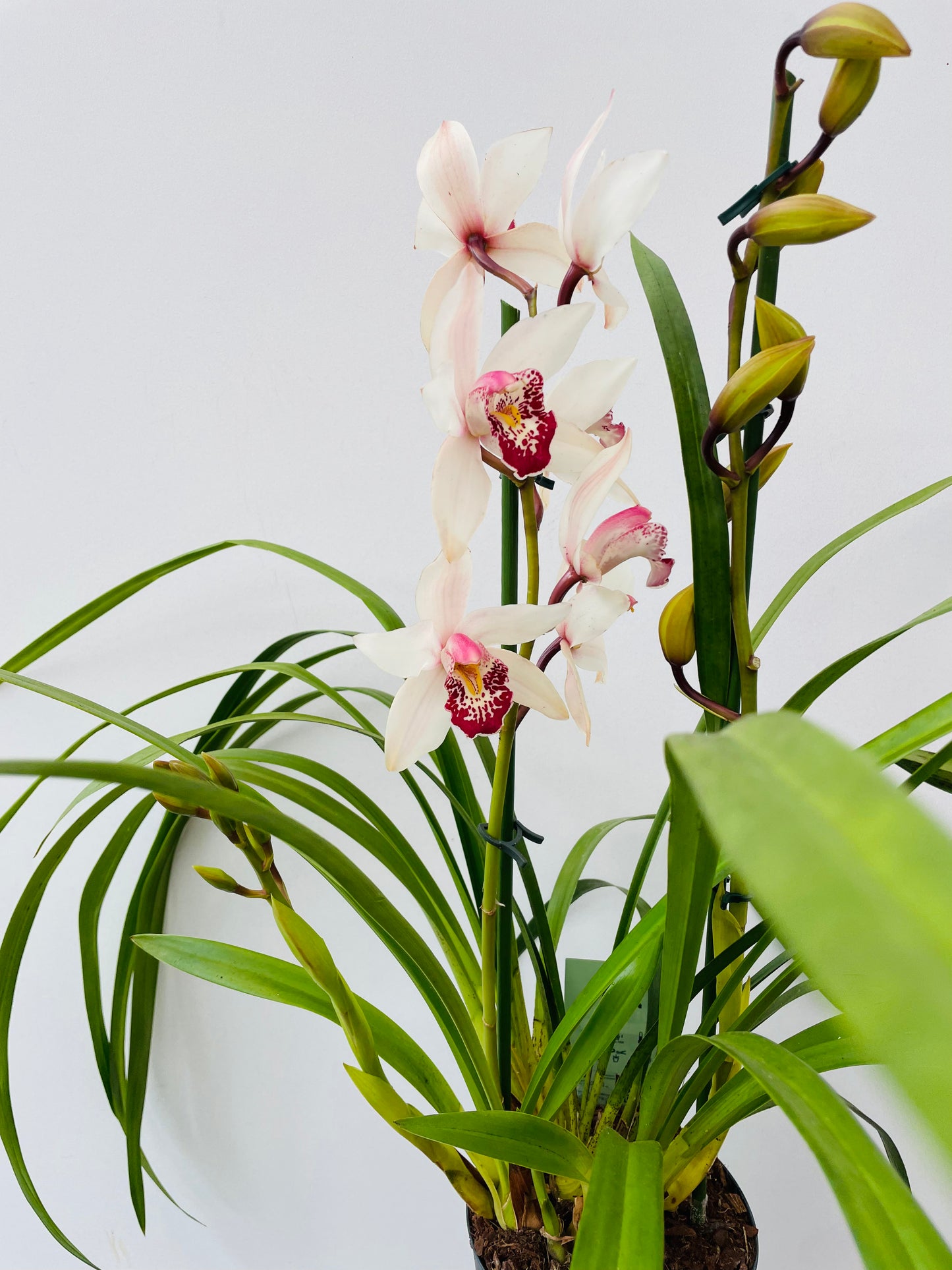 Cymbidium rosa