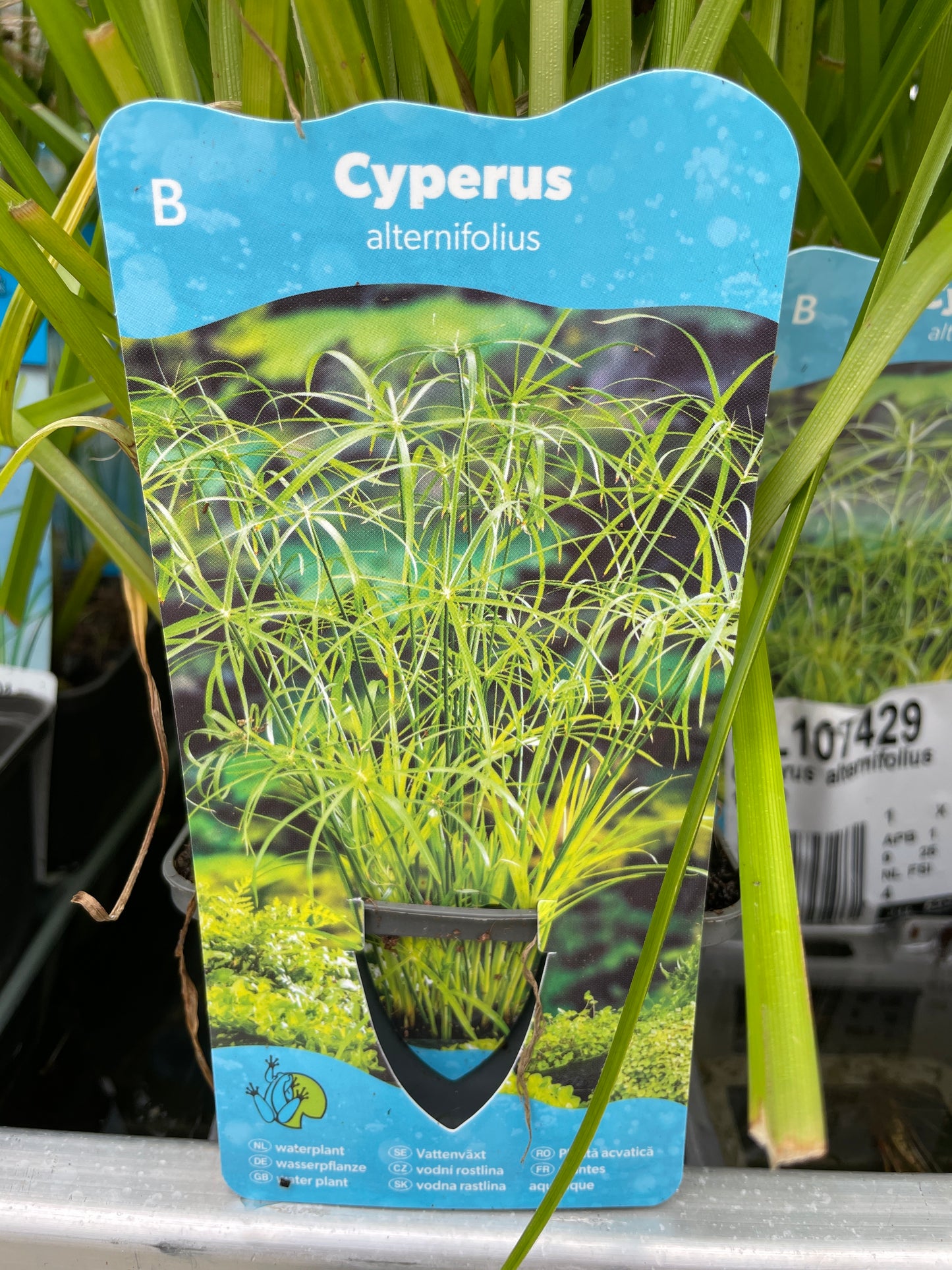 Bilde av Cyperus alternifolius-Spanne Plantesalg
