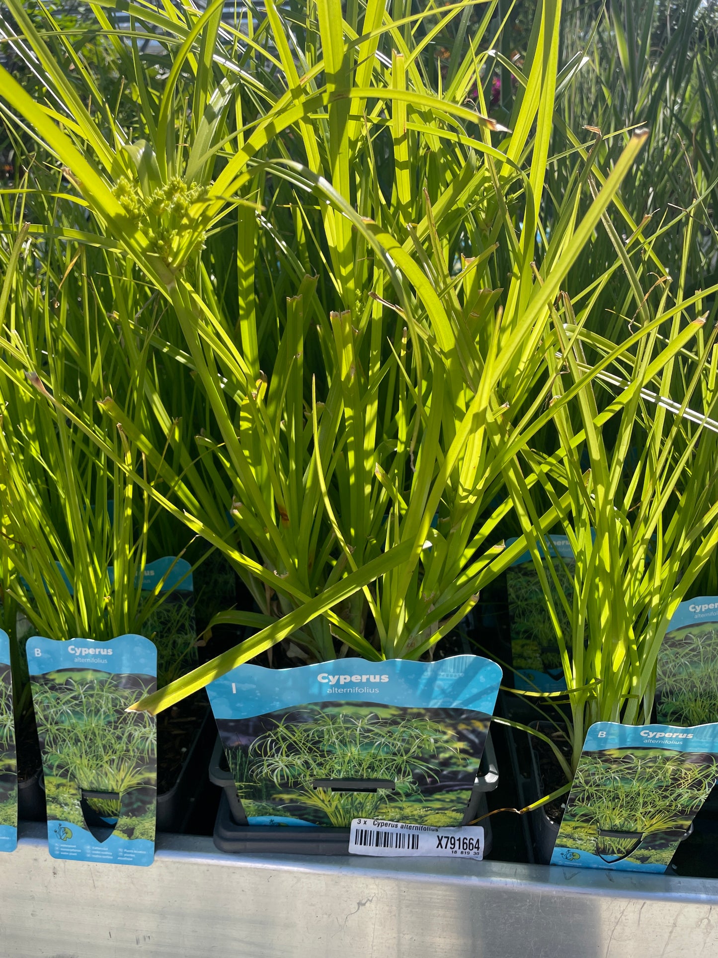 Bilde av Cyperus alternifolius-Spanne Plantesalg