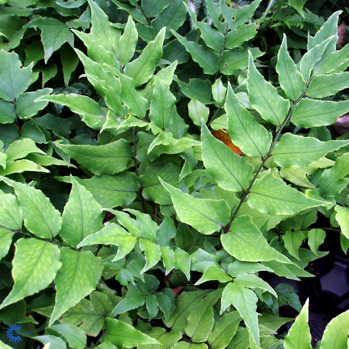 Bilde av Cyrtomium fortunei clivicola-Spanne Plantesalg