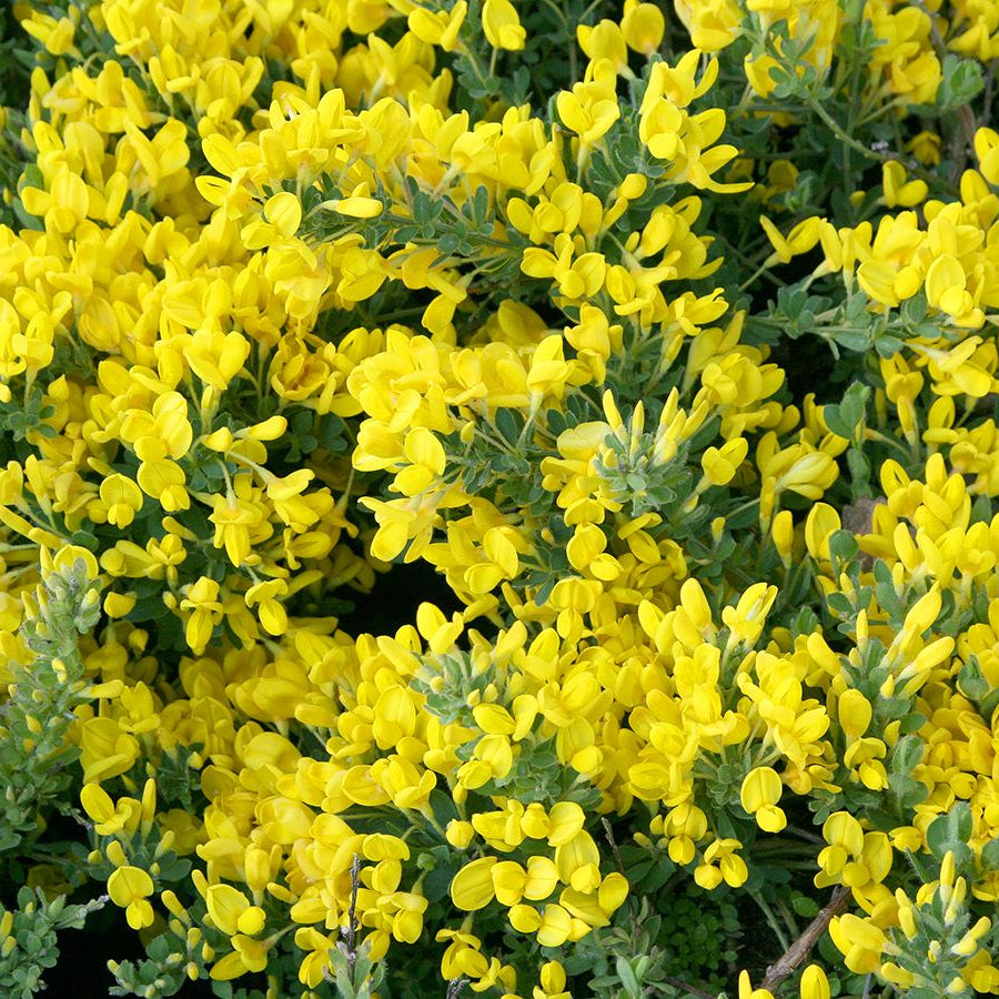 Bilde av Cytisus beanii 'Osiris'-Spanne Plantesalg