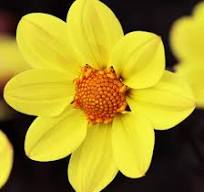 Bilde av Dahlia Happy Days Yellow Pris pr 2 stk-Spanne Plantesalg