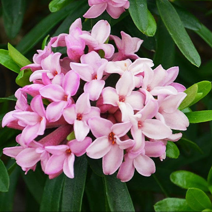 Bilde av Daphne Perfume Princess-Spanne Plantesalg