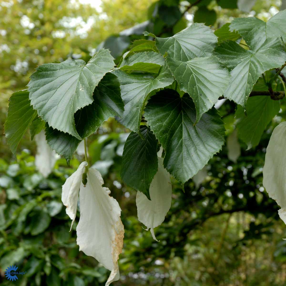 Bilde av Davidia involucrata-Spanne Plantesalg