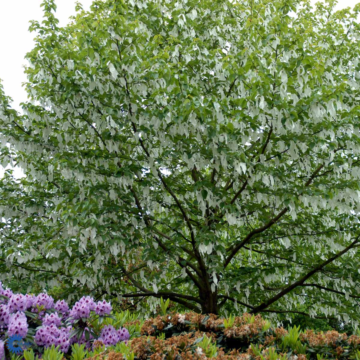 Bilde av Davidia involucrata-Spanne Plantesalg