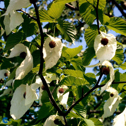 Bilde av Davidia involucrata-Spanne Plantesalg
