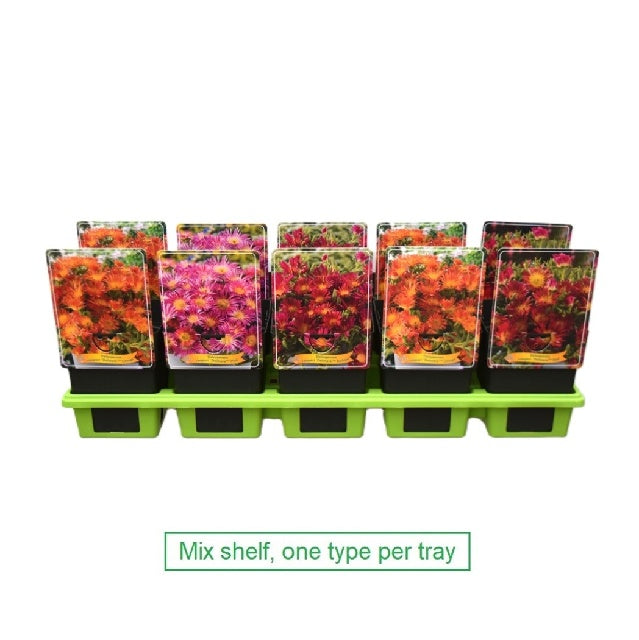 Bilde av Delosperma-Spanne Plantesalg