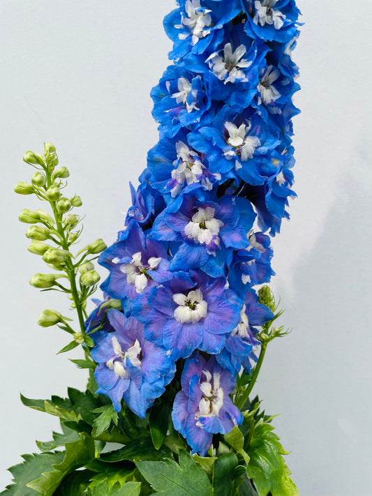 Bilde av Delphinium (P) 'Magic F. Sky Blue'-Spanne Plantesalg