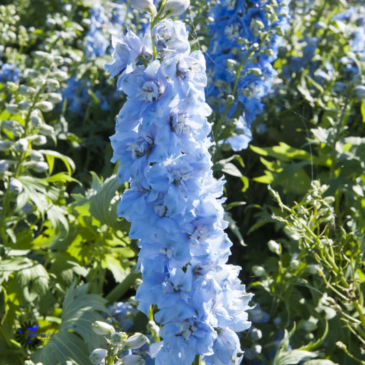 Bilde av Delphinium (P) 'Magic F. Sky Blue'-Spanne Plantesalg