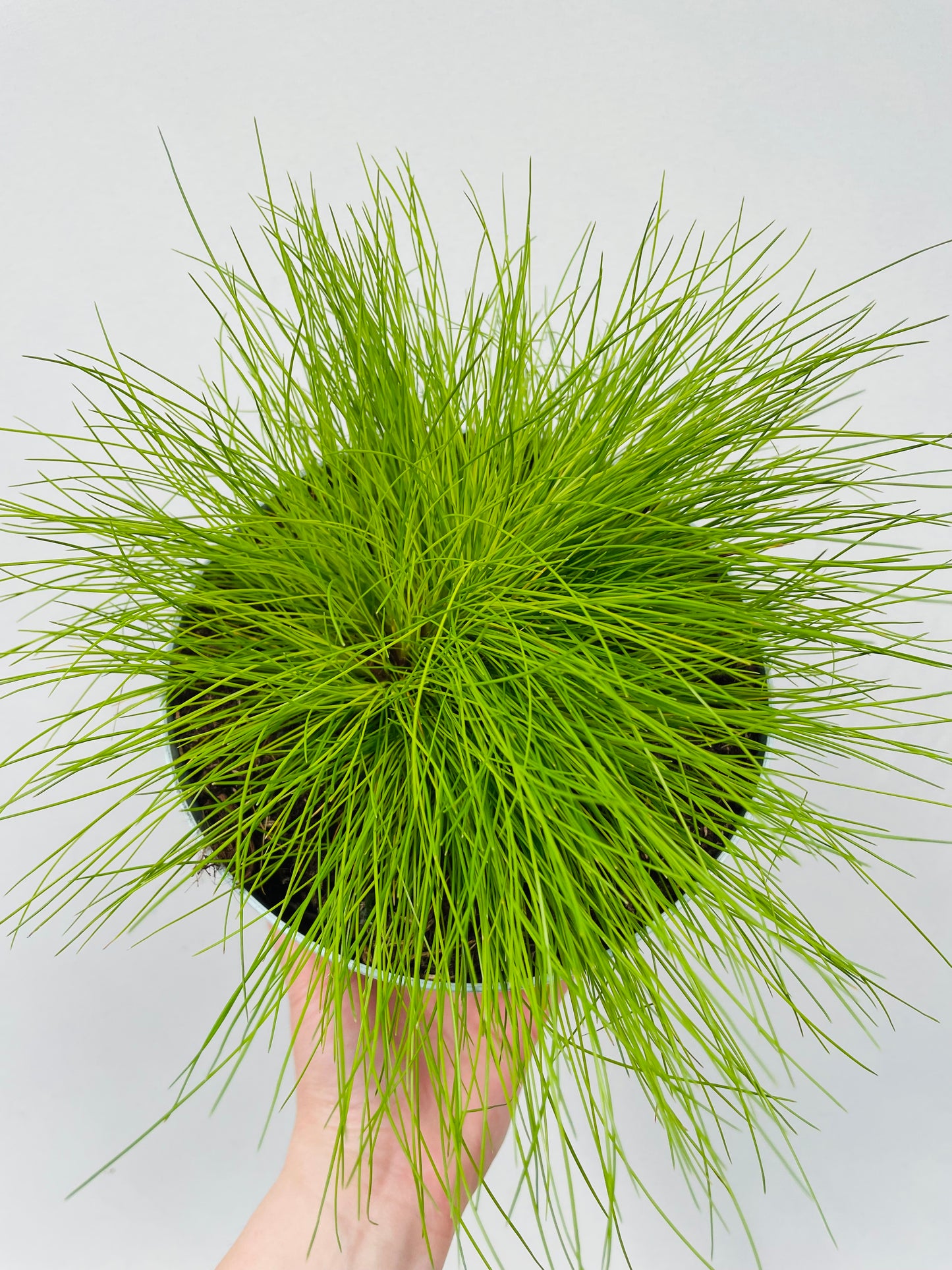 Bilde av Deschampsia flexuosa Amilime Dark-Spanne Plantesalg
