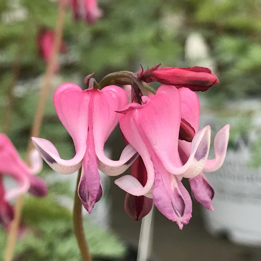 Bilde av DICENTRA PINK DIAMONDS®-Spanne Plantesalg