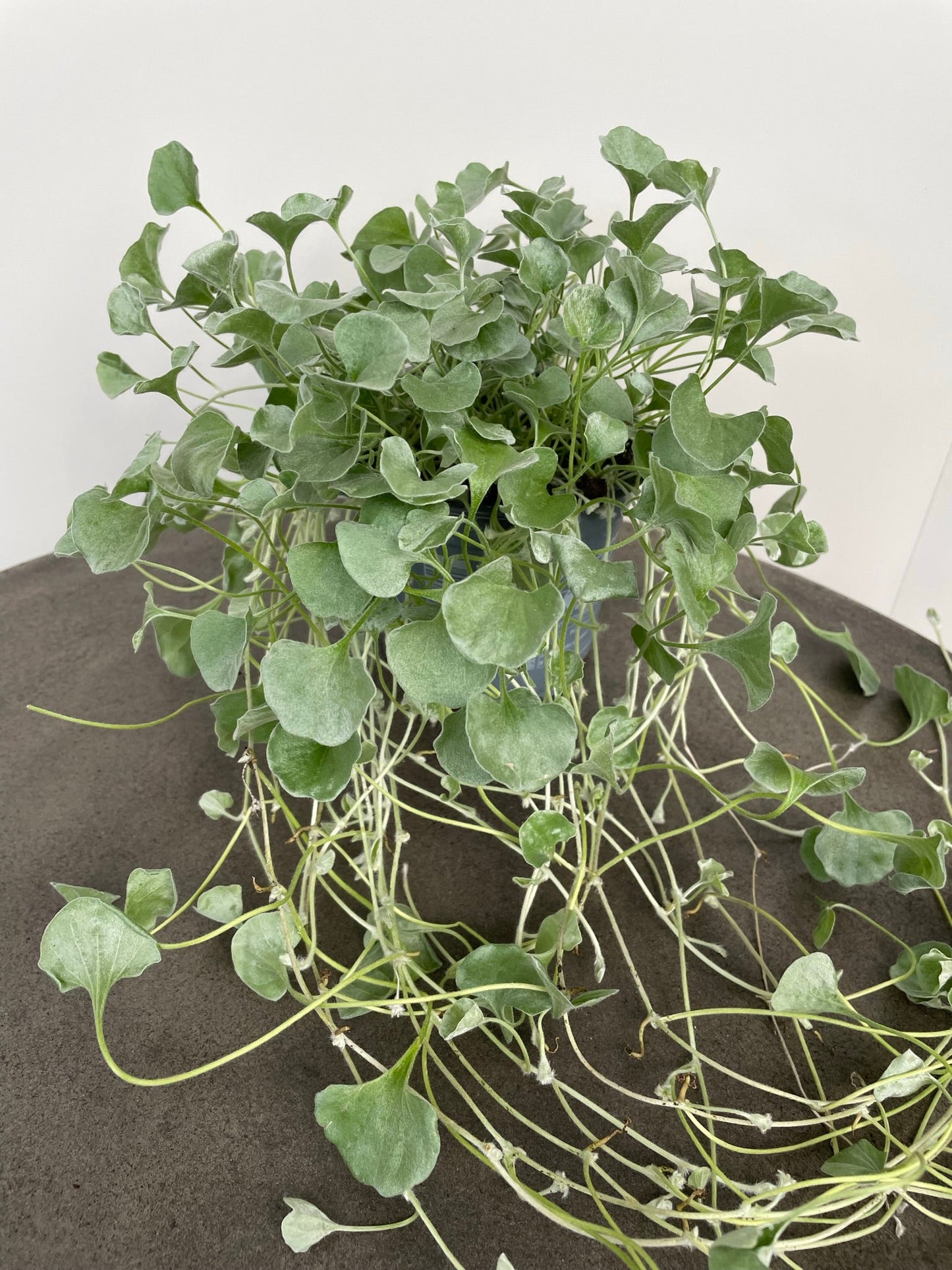 Bilde av Dichondra argentea Silver Falls 3 st-Spanne Plantesalg