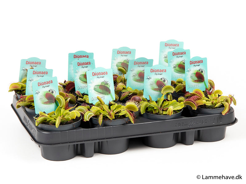 Bilde av DIONAEA MUSCIPULA-Spanne Plantesalg