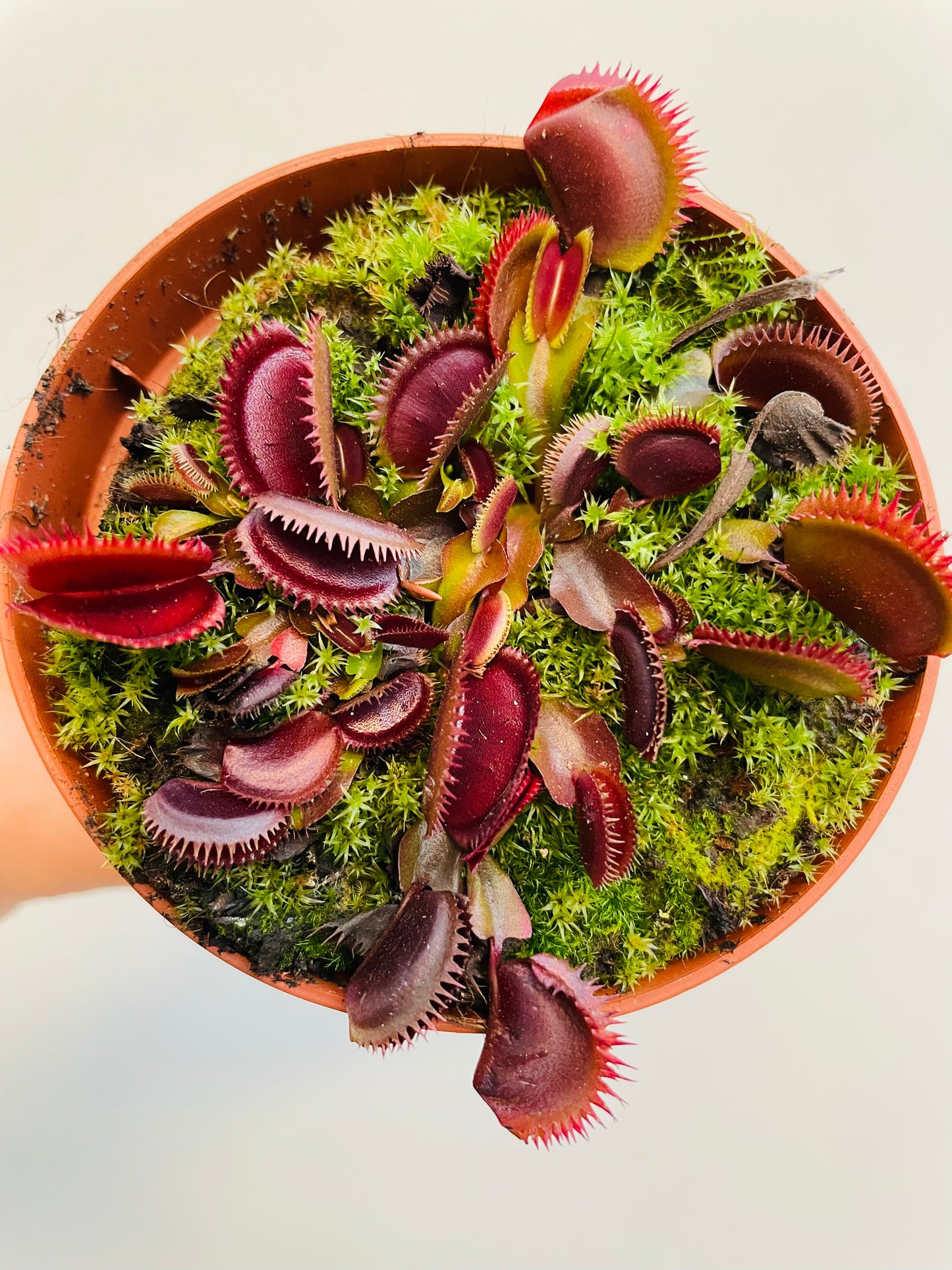 Bilde av Dionaea muscipula ‘Red Dragon’-Spanne Plantesalg