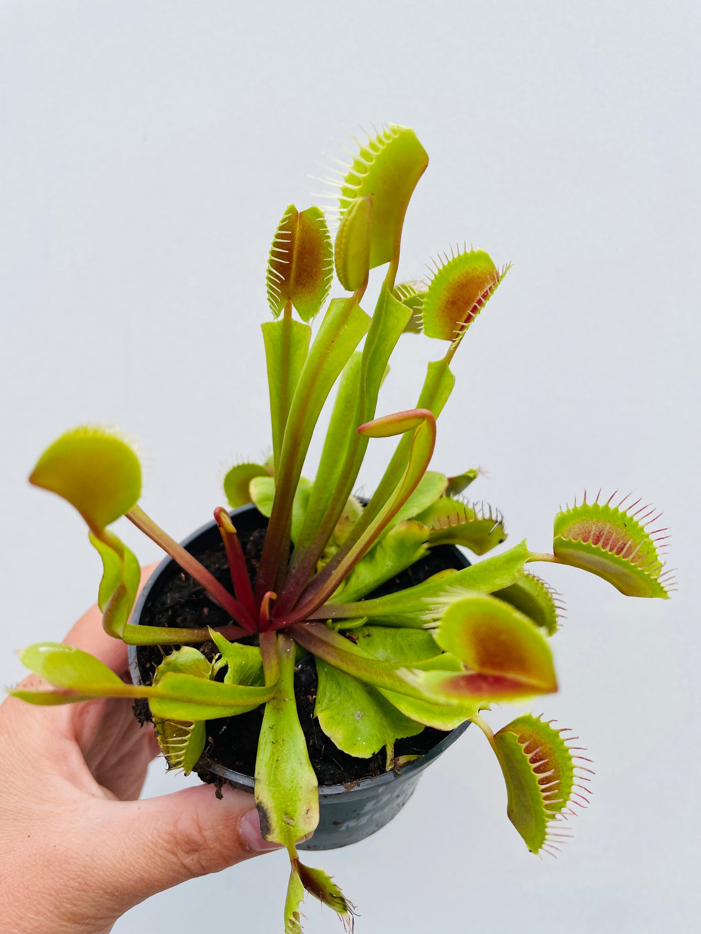 Bilde av Dionaea muscipula ‘Upright’-Spanne Plantesalg